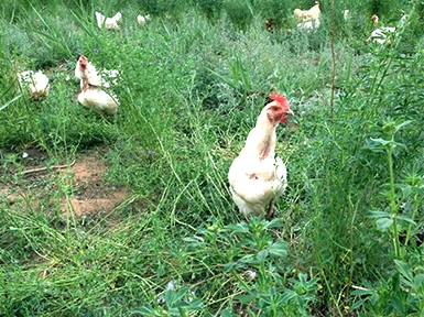 農(nóng)場(chǎng)展示